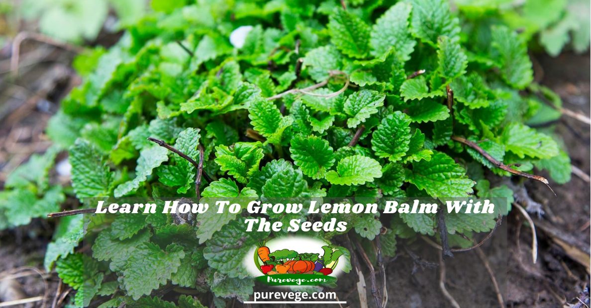 how to grow lemon balm