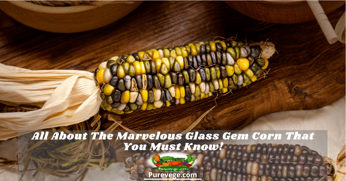 glass gem corn