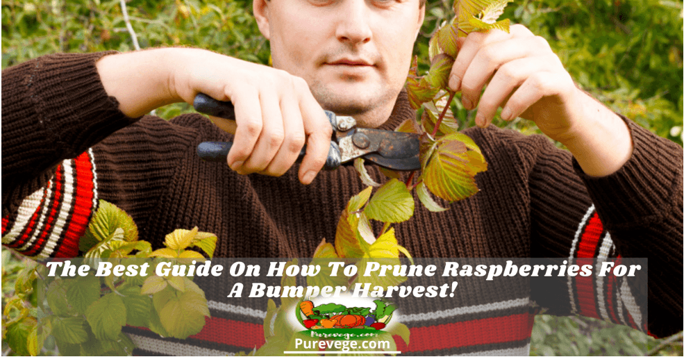how to prune raspberries