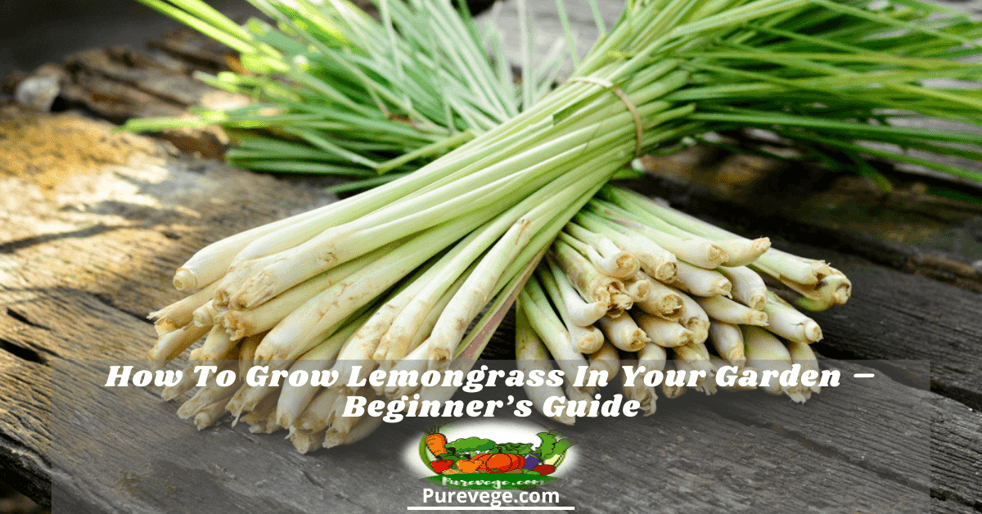 how to grow lemongrass