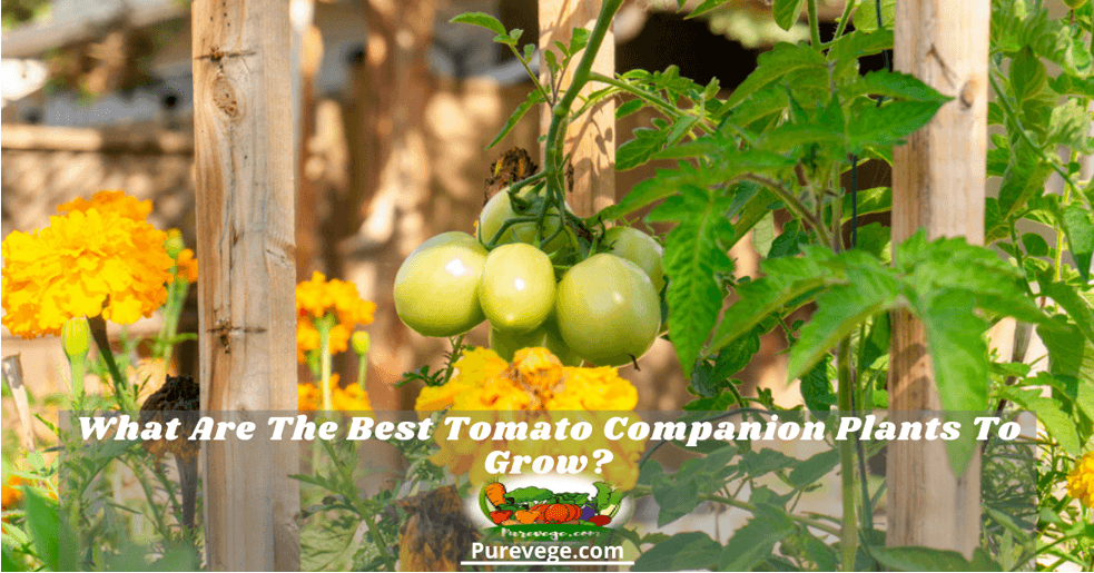 tomato companion plants