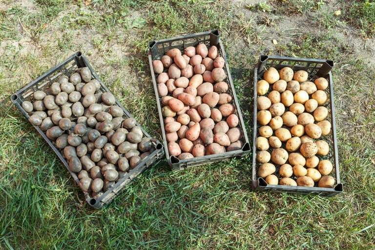 Potato Storage How To Store Potatoes At Home!