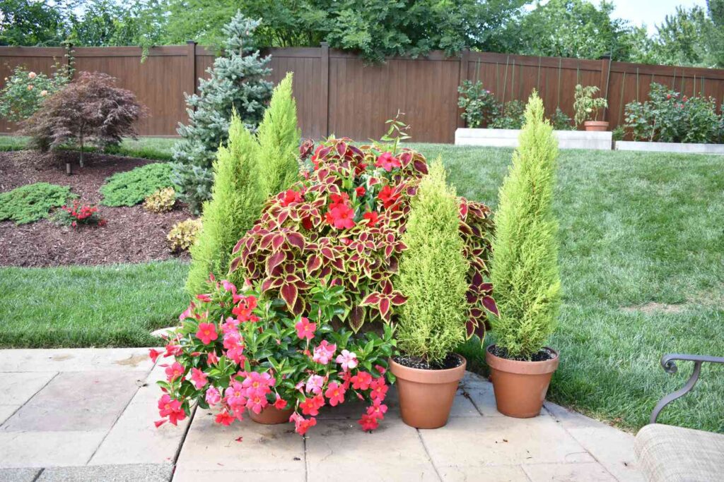 Lemon Cypress Plant Care Tips How To Grow It